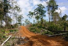 Ratusan hektare hutan di Mukomuko dijualbelikan