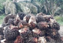 Harga sawit di Mukomuko turun hingga Rp120/Kg
