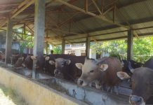 Presiden kurban sapi di Bengkulu dengan berat 1,4 ton