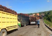 Distan Mukomuko berharap pabrik kelapa sawit tetap beroperasi