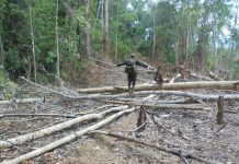 Ratusan hektare hutan habitat gajah di Bengkulu dirambah