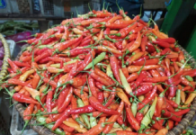 Harga cabai rawit merah di Bengkulu capai Rp120 ribu per kilogram