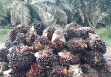 Harga sawit tingkat pabrik di Mukomuko bertahan rendah