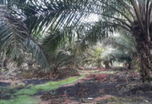 13 kelompok tani di Mukomuko usulkan peremajaan sawit