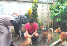 Dinkes: Tujuh warga digigit anjing liar ditangani medis