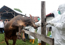 3,03 juta ekor hewan telah divaksin PMK