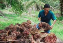 Harga sawit di Mukomuko naik capai Rp170/Kg